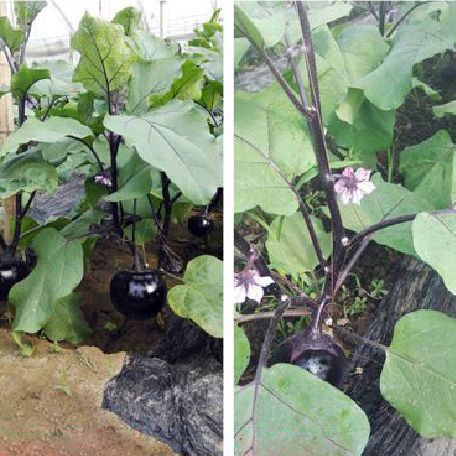 廣東大棚茄子使用福建潤田生物有機肥效果