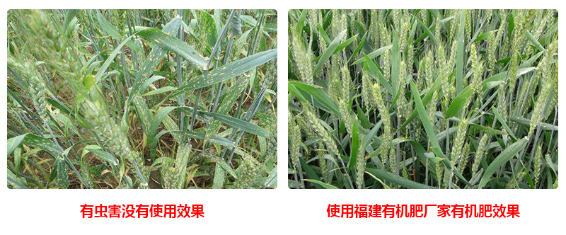 有機肥廠(chǎng)家