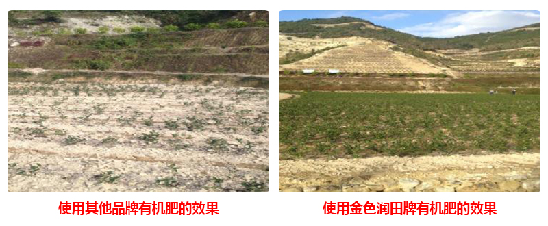 生物有機肥供應